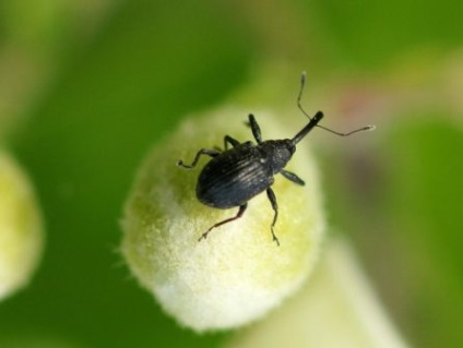 Cum să scapi de weevils