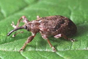 Cum să scapi de weevils