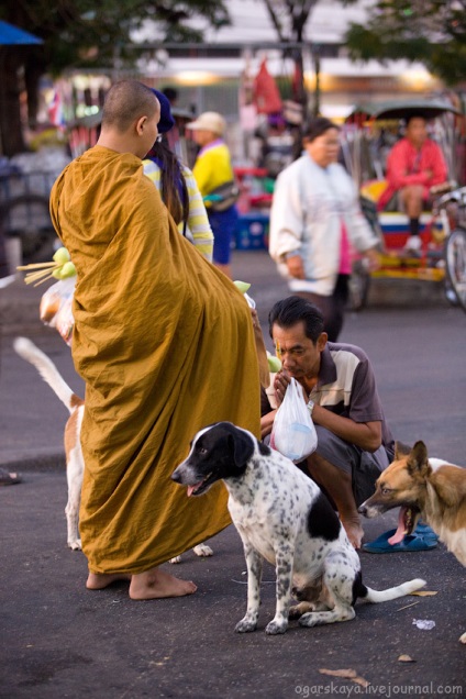 Cum călugării thailandezi colectează donații