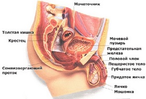 Cum pot reduce volumul prostatei?