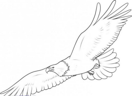 Cum să atragă o pasăre în etape cu un creion