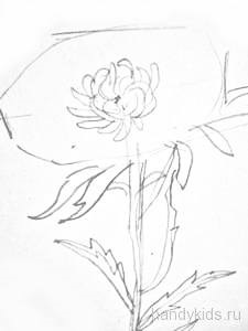 Cum de a desena o floare astru cu un creion pas cu pas