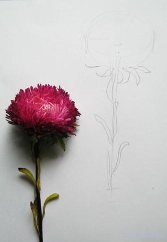 Hogyan rajzoljunk egy virágos ceruzát lépésről lépésre