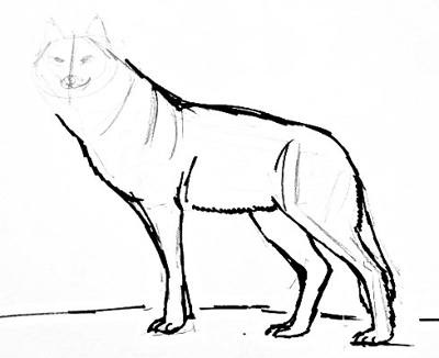 Hogyan rajzolj egy farkast?