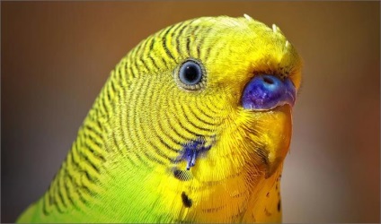 Cum să predați un papagal ondulat pentru a vorbi
