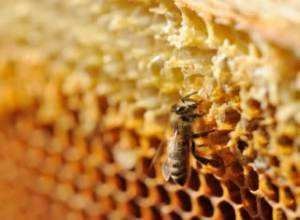 Cum să determinăm calitatea miere - verificăm acasă