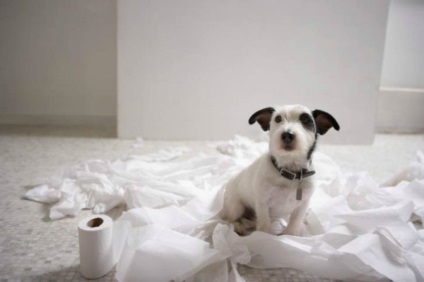 Cum să dezactivați un câine pentru a scrie la domiciliu sfaturi practice, recomandări