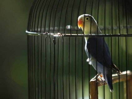 Cum să pregătiți o cușcă pentru mugurii de papagali ai vieții