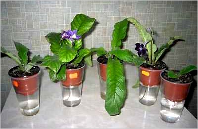 Как да поливам растенията по време на празниците