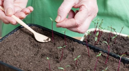 Cum să planteze sfecla pe răsaduri