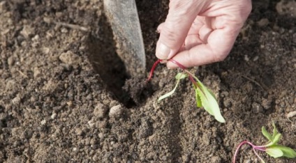 Cum să planteze sfecla pe răsaduri