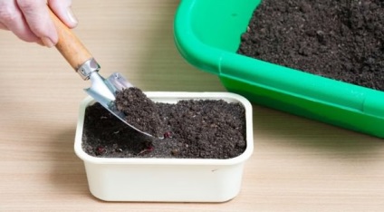 Cum să planteze sfecla pe răsaduri