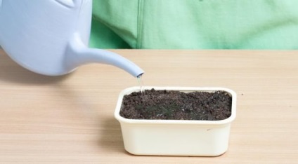 Cum să planteze sfecla pe răsaduri