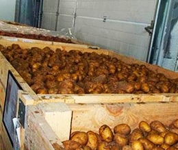 Cum să recoltați și să depozitați cartofii în mod corespunzător - împreună întreaga lume