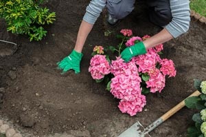 Cum să aibă grijă de hortensie cu bulb de stejar - secrete simple