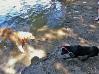 Cum să înveți un câine la apă și înot, Bigley