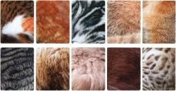 Cum creste lana despre pisici - totul despre pisici, site-ul pisicilor