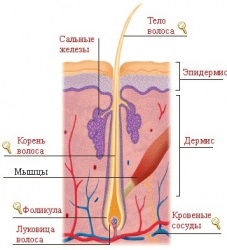 Както косата расте за котки - всичко за котки, котка сайт