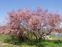 Як розводити мідний купорос