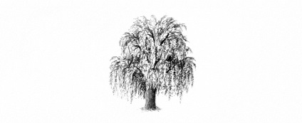 Cum de a desena copaci trage stejar, pin și salcie plângătoare în etape, o școală de artă numit Egidijus