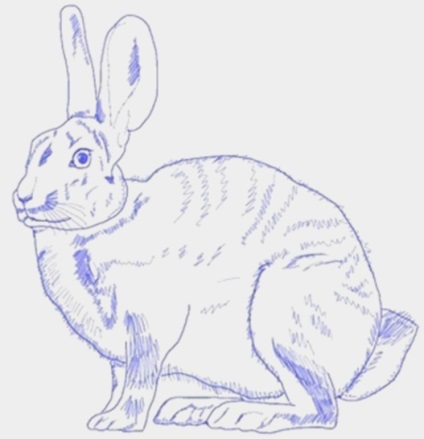 Cum de a desena un iepure pentru copii