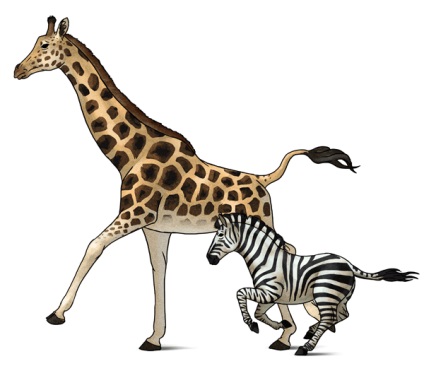 Cum să atragă animale Zebra și Girafe