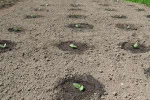 Cum să plantezi dovlecei într-un teren deschis cu semințe