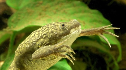 Cum să conțină reptile și amfibieni