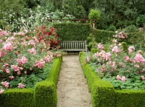 Hogyan tervezzen egy kis rózsakertet, hozzon létre egy gyönyörű kertet
