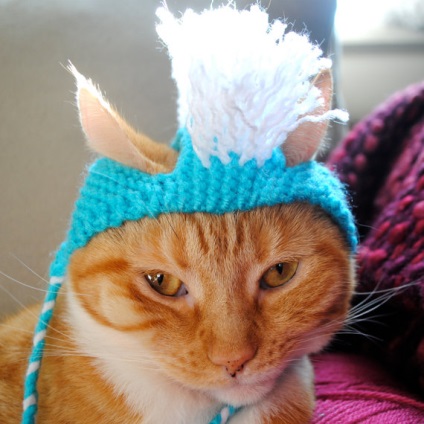 Cum de a lega o pălărie pentru o croșetate pisică