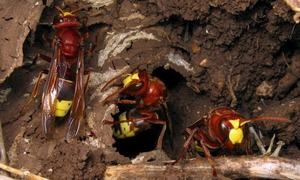 Cum de a distruge un cuib, faguri de miere și larve de hornets ca un stup arată și cum să-l eliminați