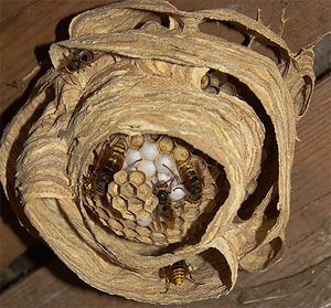 Cum de a distruge un cuib, faguri de miere și larve de hornets ca un stup arată și cum să-l eliminați