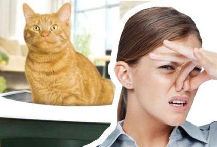 Cum să eliminați un miros dintr-o tavă de pisici