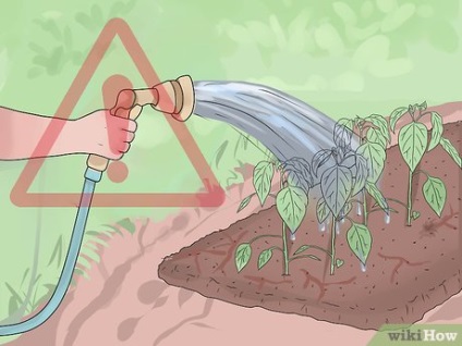 Cum să aveți grijă de plante
