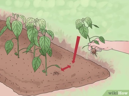 Cum să aveți grijă de plante