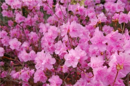 Cum să ai grijă de rododendroni în timpul iernii, Rhododendron