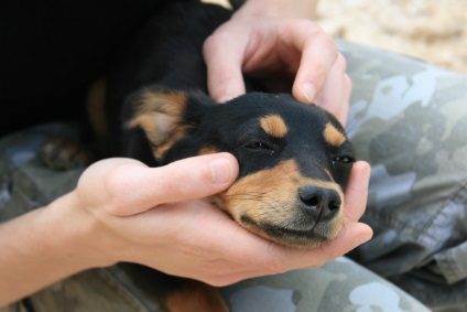 Cum sa alegi un animal de companie prin horoscop - animale - altele