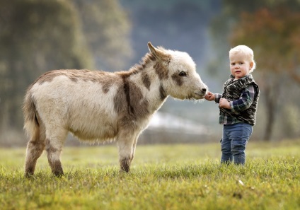 Cum sa alegi un animal de companie prin horoscop - animale - altele