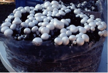 Cum sa cresti ciupercile - cultivarea ciupercilor pe un teren de gradina - forumul cu apa - gradina si gradina