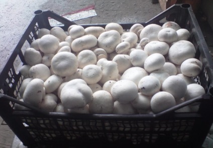 Cum sa cresti ciupercile - cultivarea ciupercilor pe un teren de gradina - forumul cu apa - gradina si gradina
