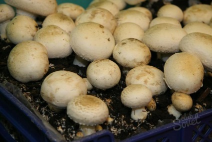 Cum să crești ciupercile în casă