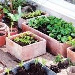 Как да расте разсад добър дом, за да създадете красива градина