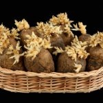 Cum să crească o bună recoltă de recomandări de cartofi pentru rotația culturilor