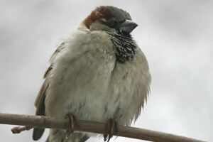 Как се животни и птици през зимата