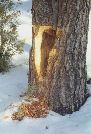 Hogyan élnek az állatok és a madarak télen?