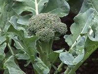Varza de broccoli - cultivarea și alăptarea, plantarea și depozitarea - ușoară