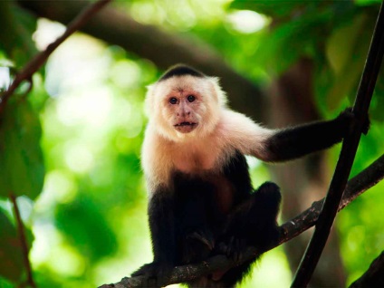 A Capuchin vulgaris barátságos majom