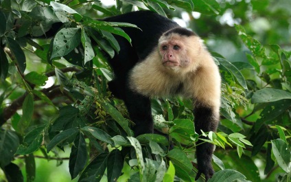 Capuchin vulgaris este o maimuță prietenoasă