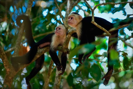 A Capuchin vulgaris barátságos majom