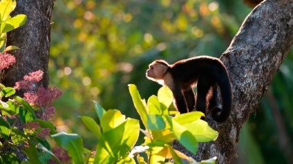 A Capuchin vulgaris barátságos majom